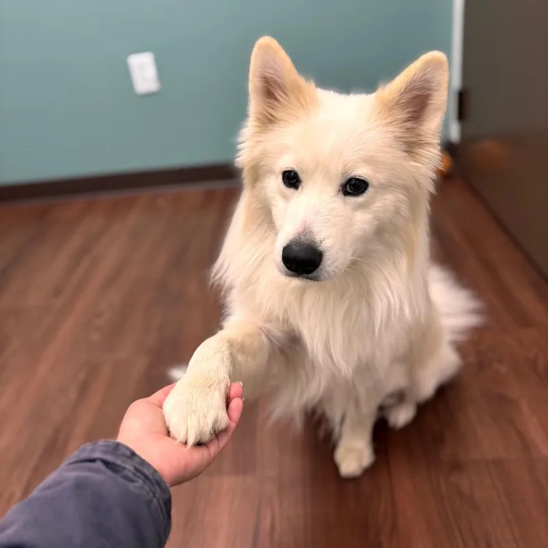 Roscoe thumbnail 5