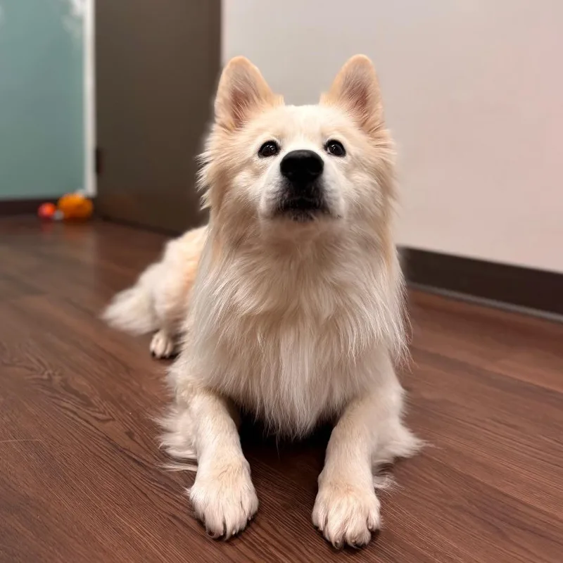 Roscoe thumbnail 6