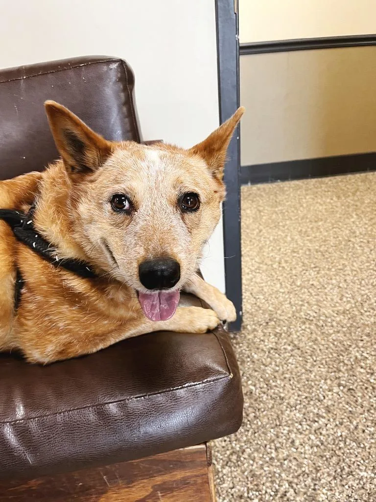 An adult medium-sized female Cattle Dog dog named Lillith for adoption in Effingham, IL