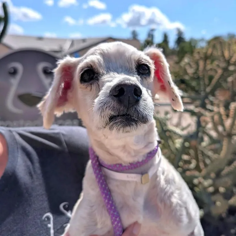 A senior small-sized male Poodle dog named Lucky Rios for adoption in Ramona, CA