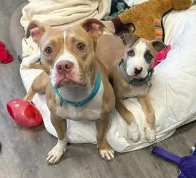A baby medium-sized male Yellow / Tan / Blond / Fawn Bull Terrier dog named Micki for adoption in Euclid, OH