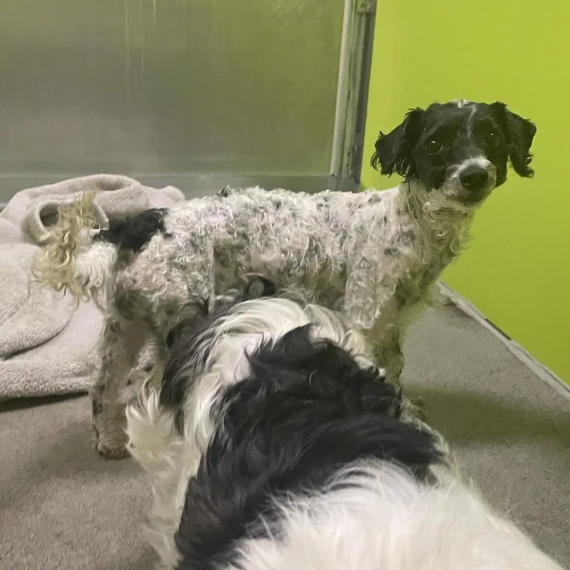 An adult small-sized female White / Cream Miniature Poodle dog named Betty for adoption in Spokane, WA