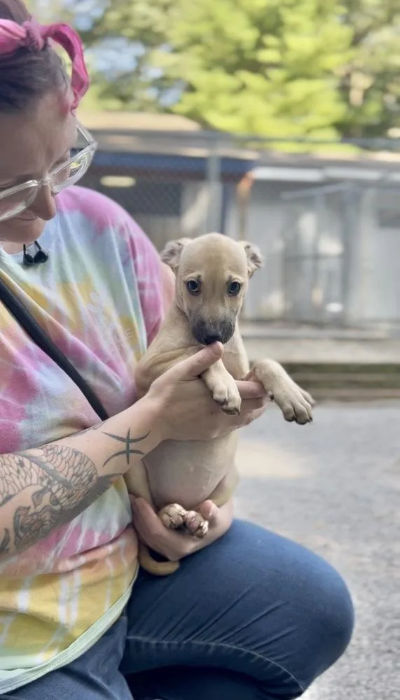 A baby large-sized female Mixed Breed dog named June Bug for adoption in Muskegon, MI