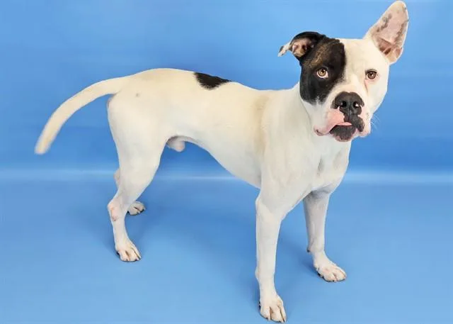 A young large-sized male American Bulldog dog named Derek for adoption in Colorado Springs, CO