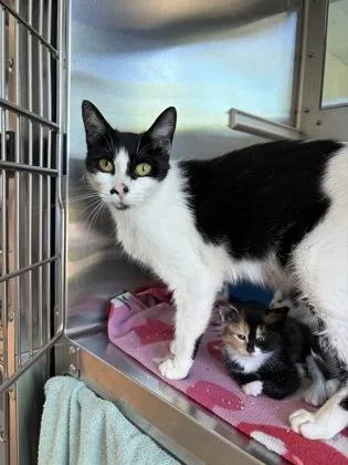 An adult medium-sized female Domestic Short Hair cat named Buttons for adoption in Westland, MI