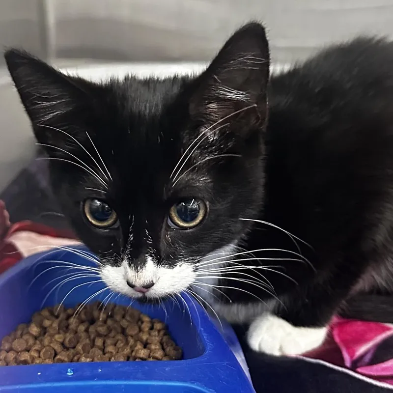 A baby small-sized male Domestic Short Hair cat named Maury for adoption in Montgomery, AL