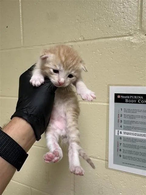 A baby small-sized male Domestic Short Hair cat named Satsuma for adoption in Sacramento, CA
