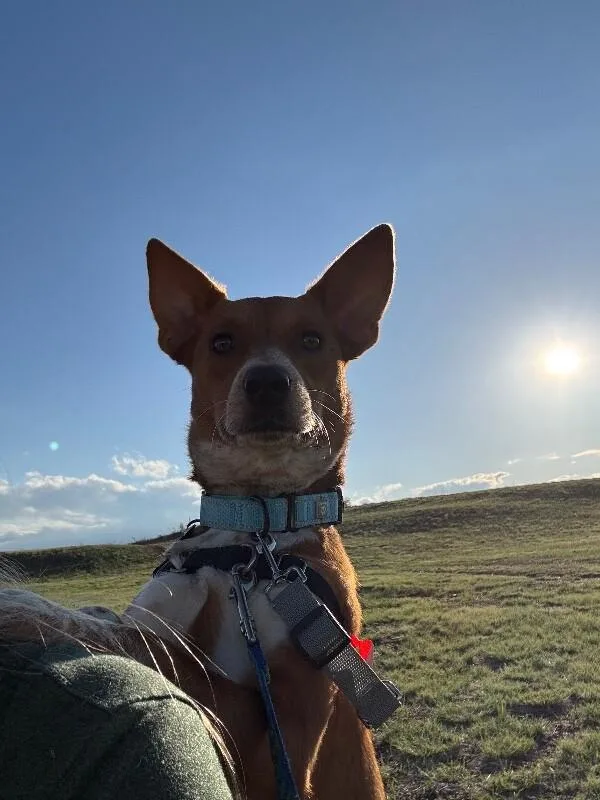 An adult medium-sized female Red / Chestnut / Orange Australian Cattle Dog / Blue Heeler dog named Georgina for adoption in Fort Collins, CO