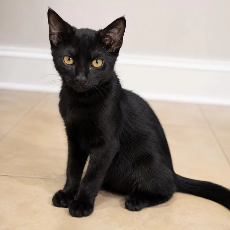 A baby small-sized female Black Domestic Short Hair cat named Karol for adoption in Lauderhill, FL