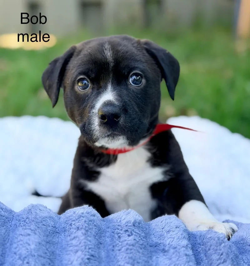 Bob