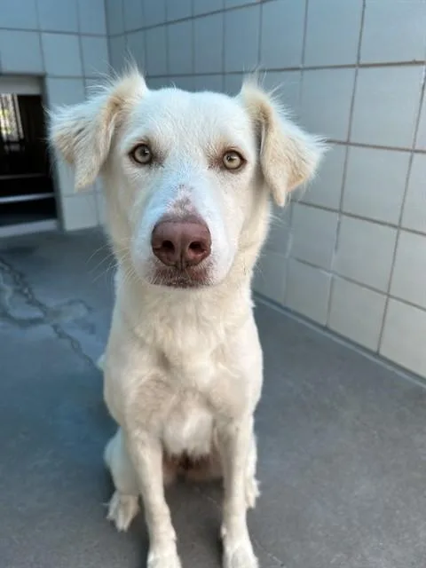 An adult medium-sized female Border Collie dog named Josie for adoption in Corpus Christi, TX
