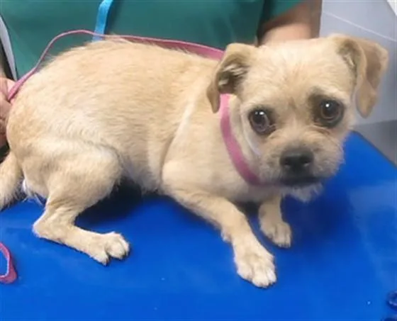 A young small-sized female Cairn Terrier dog named Ladybug for adoption in Phoenix, AZ