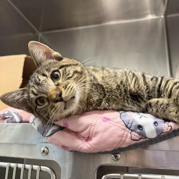 A young small-sized male Domestic Short Hair cat named Rocky for adoption in Des Moines, IA