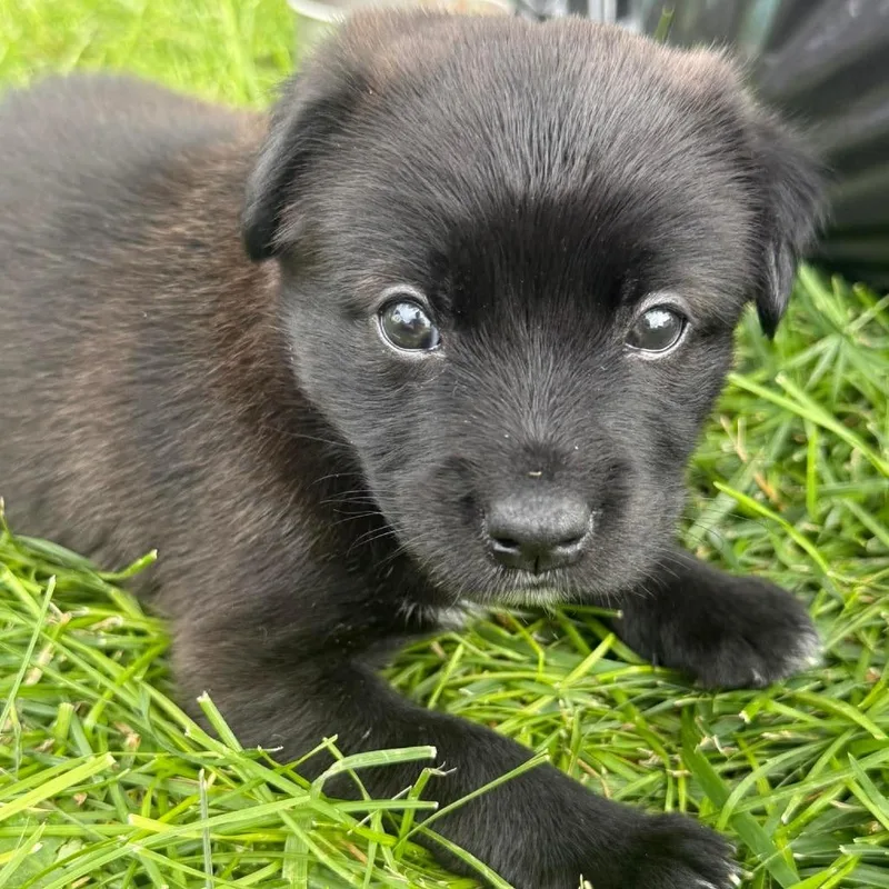 A baby medium-sized female Black Mixed Breed dog named Tippany for adoption in Farmersville, OH