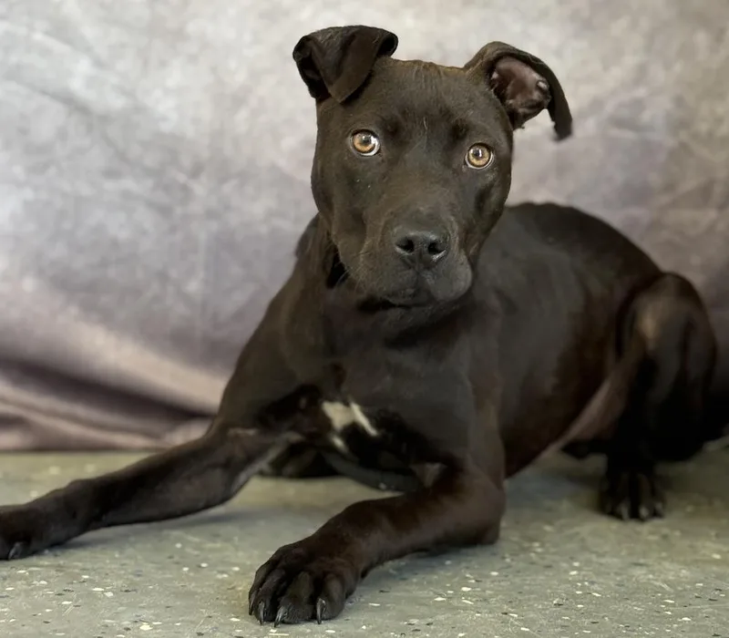An adult medium-sized male Tricolor (Brown, Black, & White) Mountain Cur dog named Eddie for adoption in Muskegon, MI