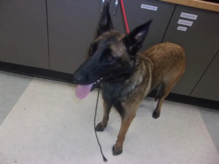 A young large-sized female Belgian Shepherd / Malinois dog named Emberald for adoption in Van Nuys, CA