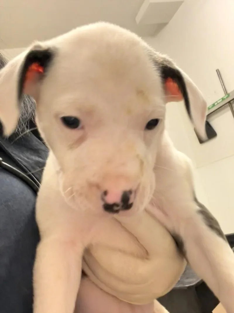 A baby small-sized female Pit Bull Terrier dog named Tessa for adoption in Hayward, CA
