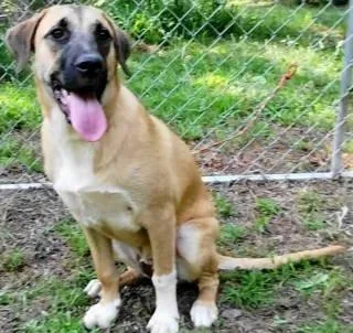 A young medium-sized male Shepherd dog named Conor for adoption in Chelmsford, MA