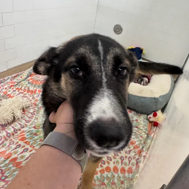 Anka thumbnail 3