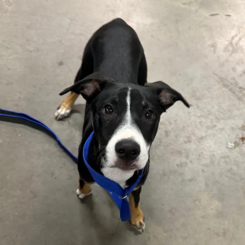 A baby small-sized female Black Terrier dog named Dottie for adoption in Tampa, FL