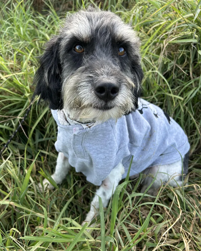 A young small-sized male Black Schnoodle dog named Max for adoption in Bell Gardens, CA