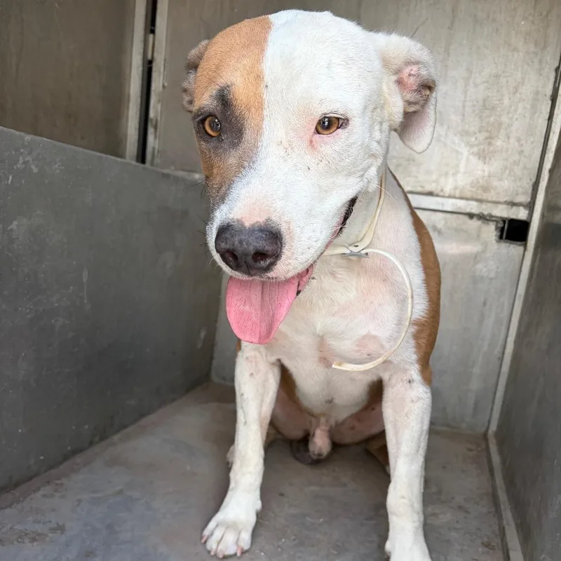 An adult medium-sized male Brown / Chocolate American Staffordshire Terrier dog named Thor for adoption in Edinburg, TX