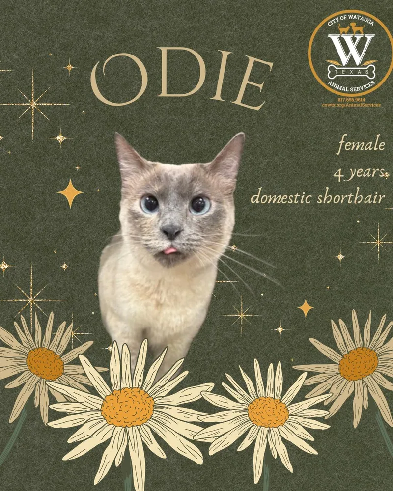 An adult medium-sized female Buff / Tan / Fawn Applehead Siamese cat named Odie for adoption in Watauga, TX