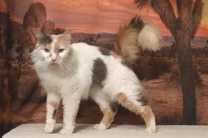 A senior medium-sized female Domestic Medium Hair cat named Poppyfrost for adoption in West Chester, PA