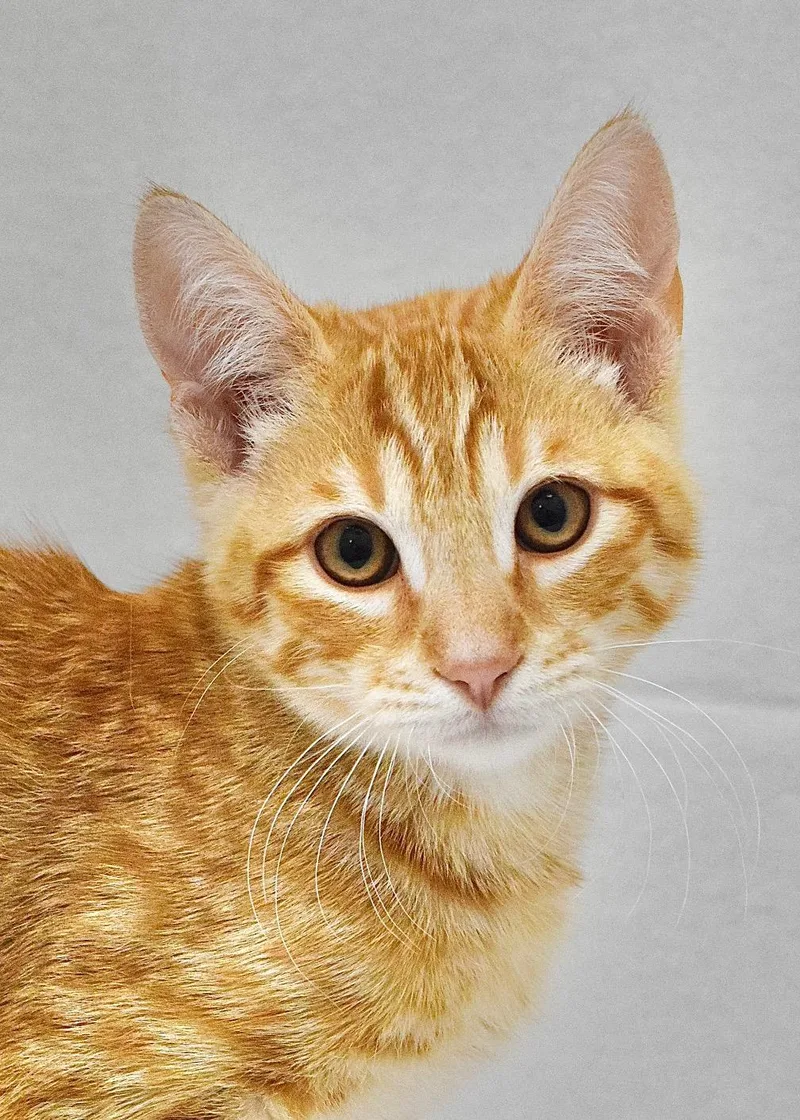 A baby medium-sized male Tabby (Orange / Red) Domestic Short Hair cat named Reinhardt for adoption in Dublin, CA