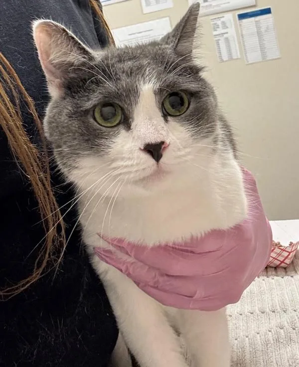 An adult medium-sized female Domestic Short Hair cat named Seek for adoption in El Cajon, CA