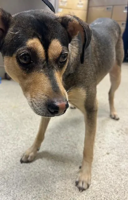 A young medium-sized male Terrier dog named Tipton for adoption in Riverside, CA