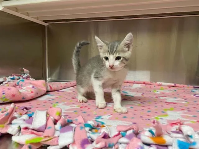 A baby small-sized male Domestic Short Hair cat named Sebastian for adoption in Tustin, CA