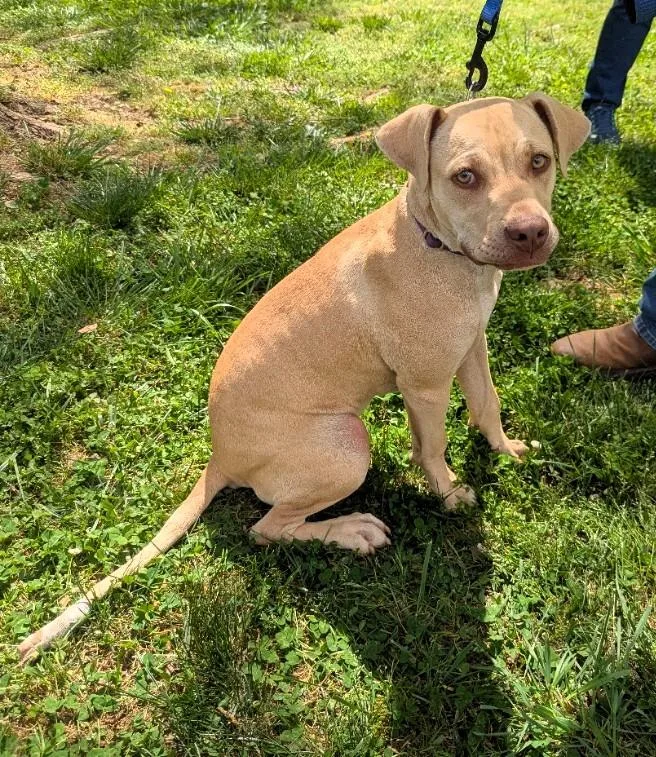 A young medium-sized female Golden Labrador Retriever dog named Coco for adoption in Milner, GA
