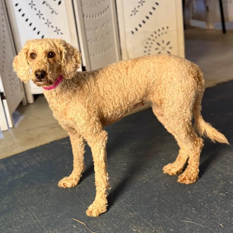 A senior medium-sized female White / Cream Poodle dog named Eleanor Missouri for adoption in Peyton, CO