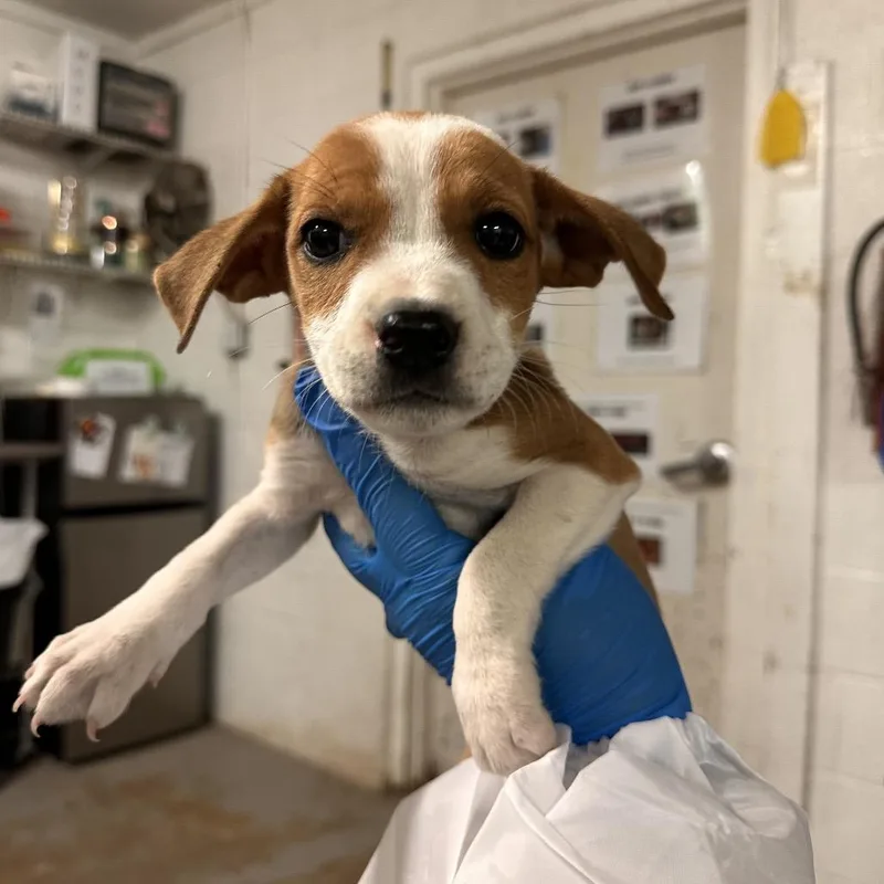 A baby small-sized female Brown / Chocolate Mixed Breed dog named Paula for adoption in Edinburg, TX
