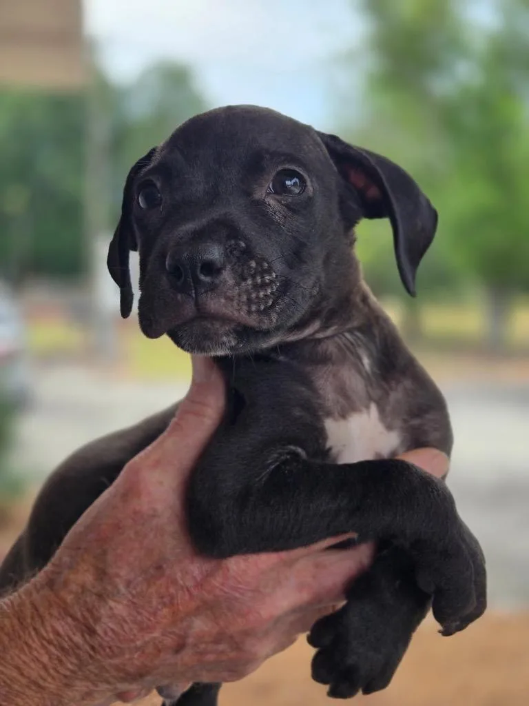 A baby medium-sized male Labrador Retriever dog named Garrett for adoption in Hartsville, SC