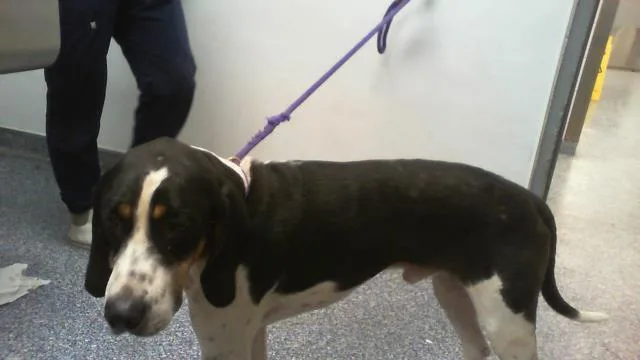 A young large-sized male Treeing Walker Coonhound dog named Leroy for adoption in Charlotte, NC