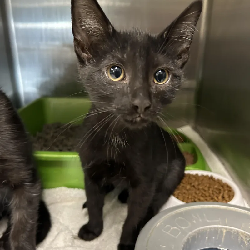 A baby medium-sized male Black Domestic Short Hair cat named Swift for adoption in La Grange Park, IL