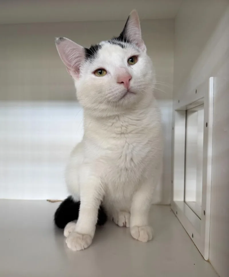 A baby small-sized male Domestic Short Hair cat named Jolly for adoption in Hyde Park, NY