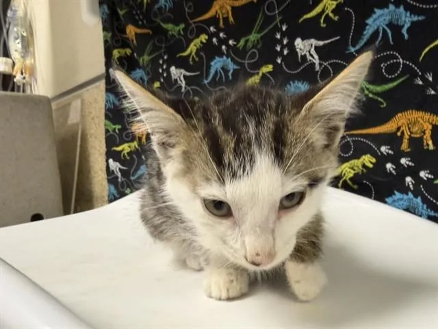 A baby small-sized male Domestic Short Hair cat named Johnny for adoption in Riverside, CA