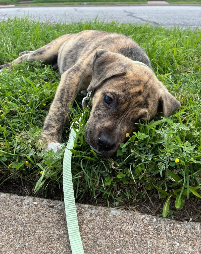 A baby medium-sized male Pit Bull Terrier dog named Rocco for adoption in Richland Hills, TX