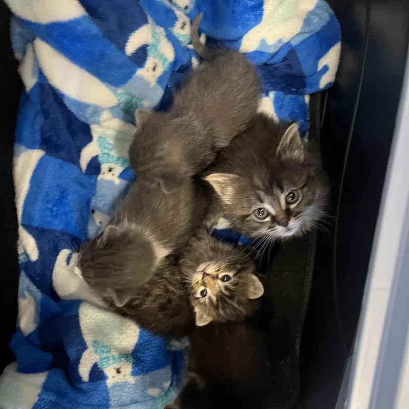 A baby small-sized male Gray / Blue / Silver Domestic Short Hair cat named Calgon for adoption in Hinsdale, IL