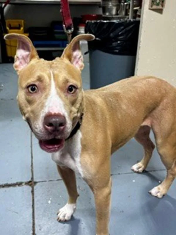 An adult large-sized female Pit Bull Terrier dog named Charlotte for adoption in Dallas, GA