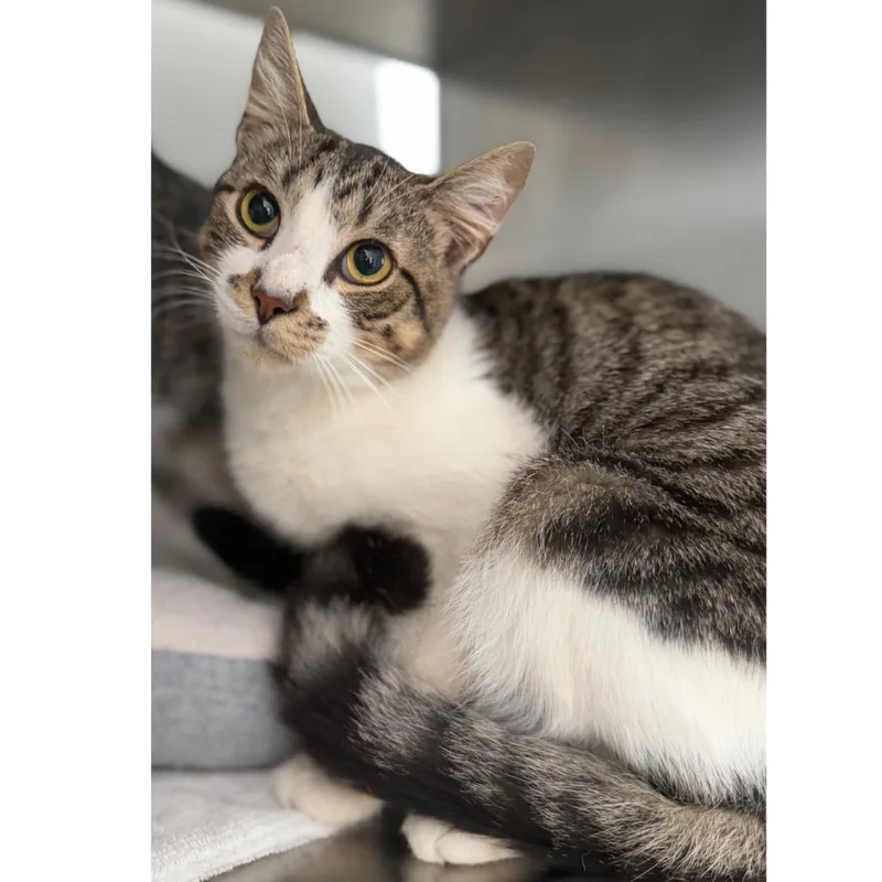A young medium-sized male Domestic Short Hair cat named Chuck for adoption in Ridgely, MD