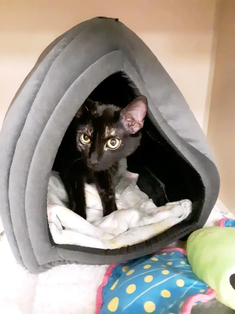 Clover And Paddy Bonded thumbnail 2