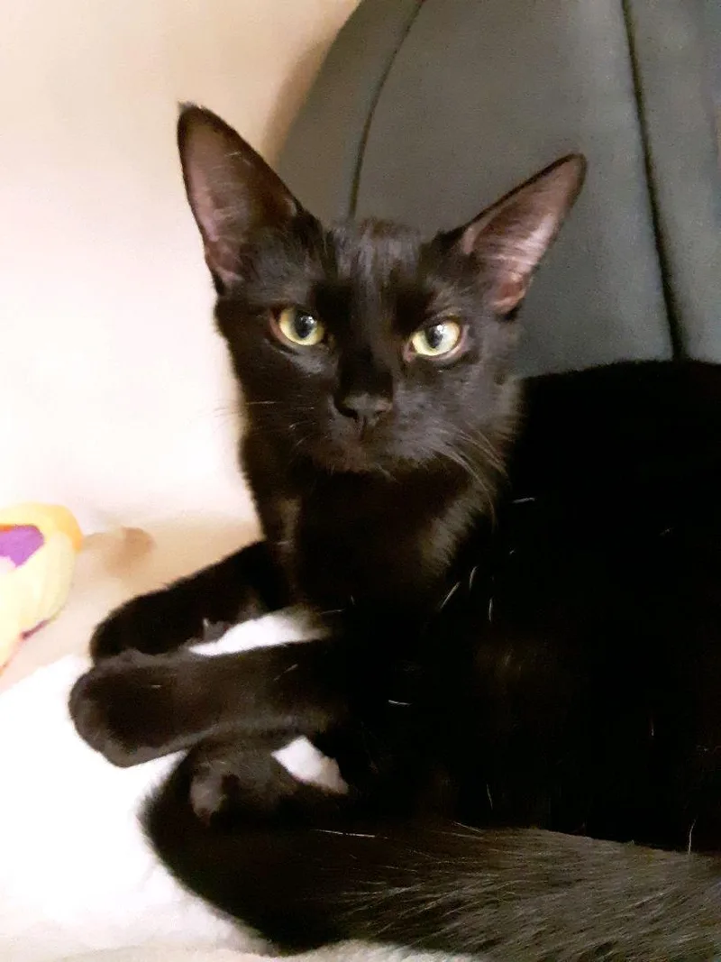 Clover And Paddy Bonded