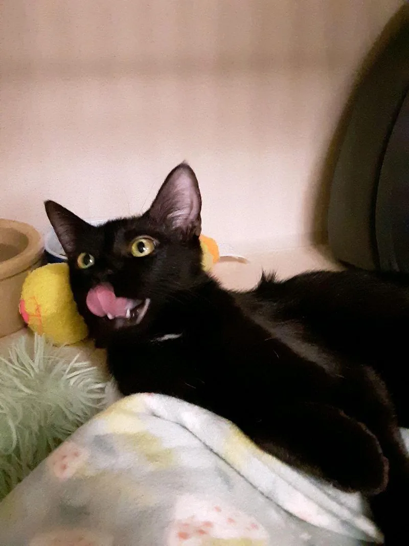 Clover And Paddy Bonded thumbnail 3