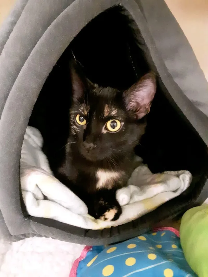 Clover And Paddy Bonded thumbnail 4