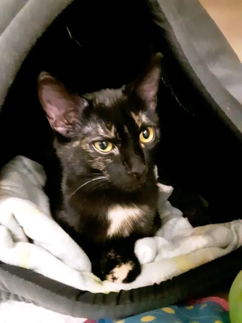 Clover And Paddy Bonded thumbnail 5