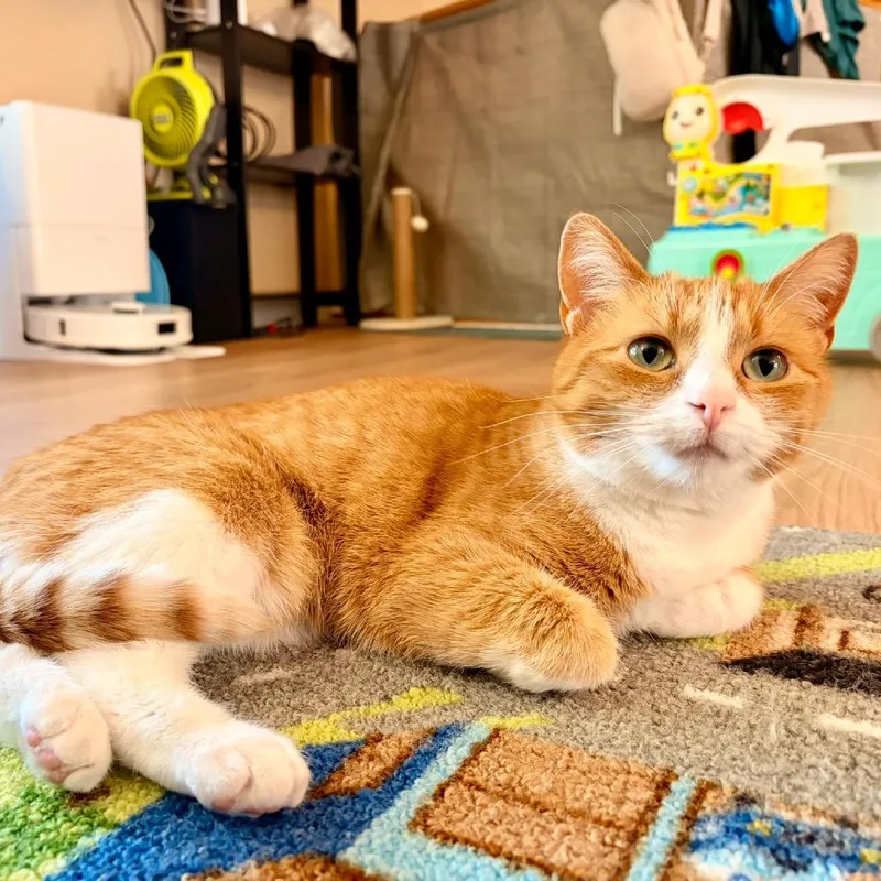 An adult medium-sized female Orange / Red Domestic Short Hair cat named Jaycee for adoption in Chaska, MN